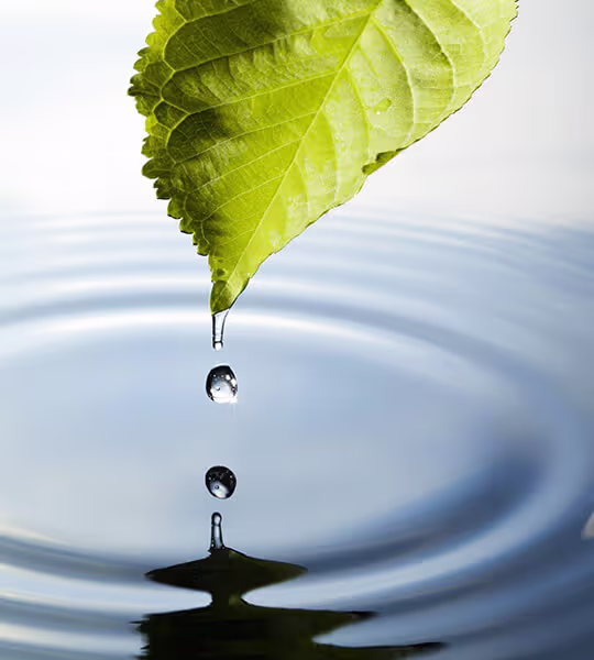 Grünes Blatt mit Wassertropfen, symbolisiert nachhaltige Wasseraufbereitung